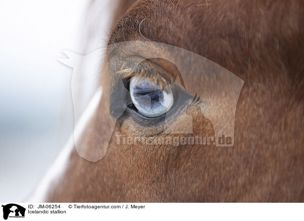 Islnder Hengst / Icelandic stallion / JM-06254