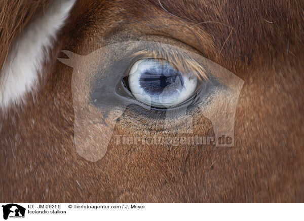 Islnder Hengst / Icelandic stallion / JM-06255
