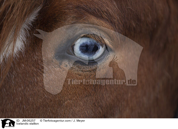 Islnder Hengst / Icelandic stallion / JM-06257