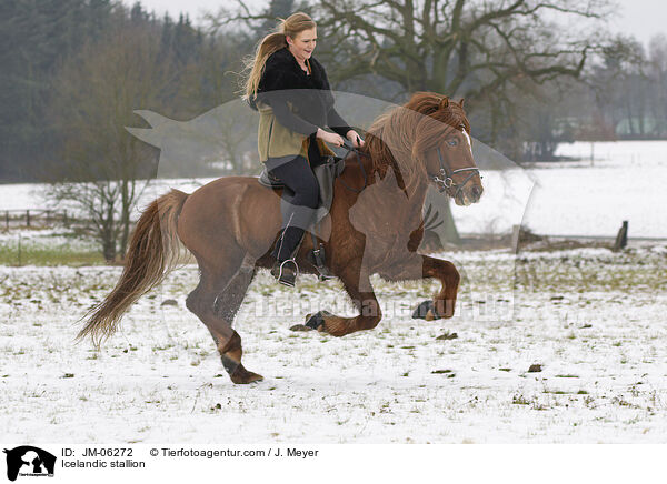 Islnder Hengst / Icelandic stallion / JM-06272