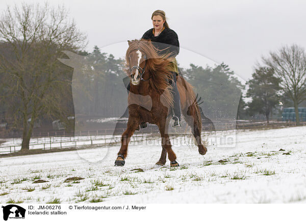 Islnder Hengst / Icelandic stallion / JM-06276