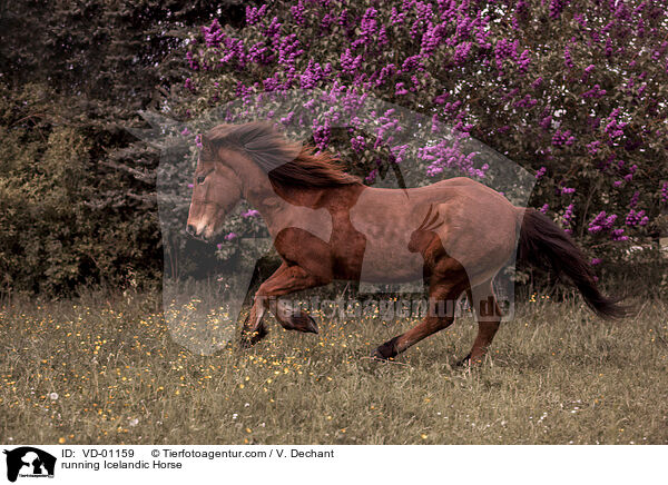 rennender Islnder / running Icelandic Horse / VD-01159
