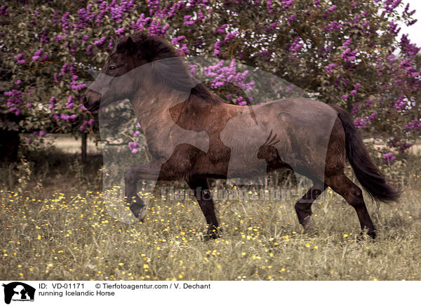 rennender Islnder / running Icelandic Horse / VD-01171