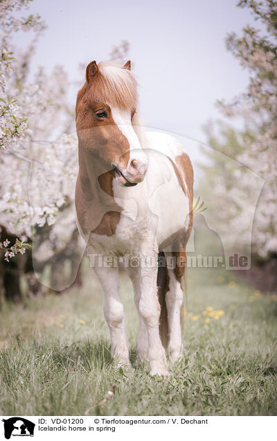 Islnder im Frhling / Icelandic horse in spring / VD-01200