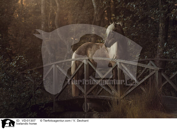 Islnder / Icelandic horse / VD-01307