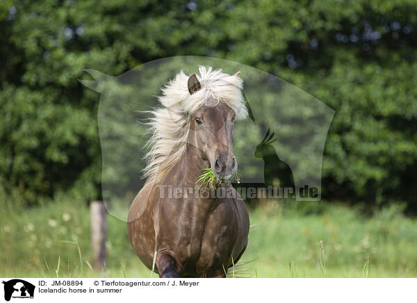 Islnder im Sommer / Icelandic horse in summer / JM-08894
