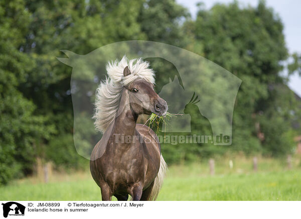 Islnder im Sommer / Icelandic horse in summer / JM-08899