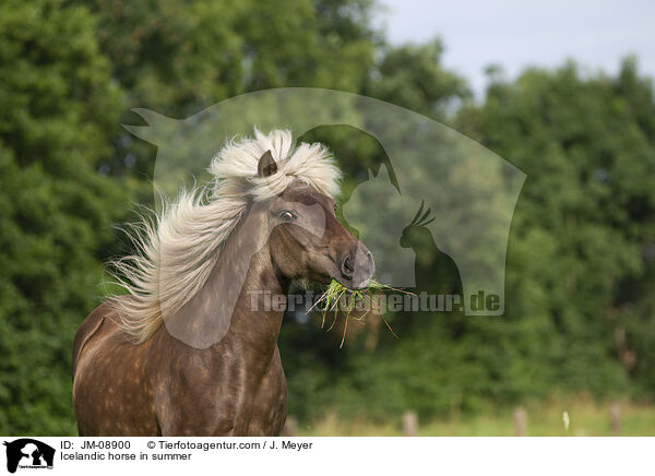Islnder im Sommer / Icelandic horse in summer / JM-08900
