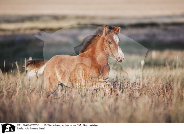 Islnder Fohlen / Icelandic horse foal / MAB-02253