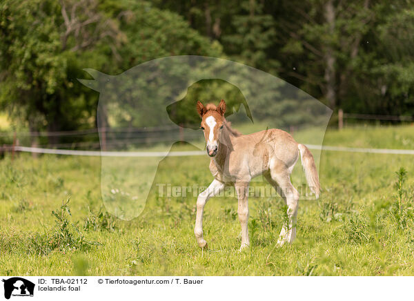 Icelandic foal / TBA-02112