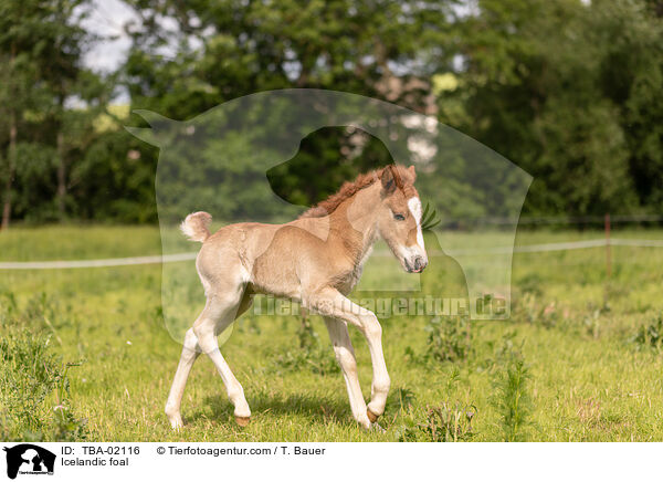 Islnder Fohlen / Icelandic foal / TBA-02116
