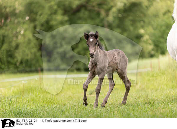 Islnder Fohlen / Icelandic foal / TBA-02121