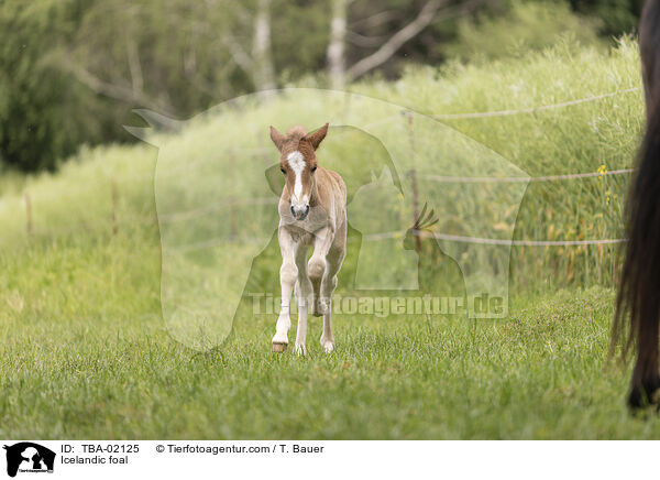 Islnder Fohlen / Icelandic foal / TBA-02125