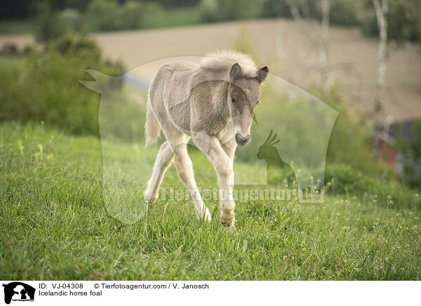 Islnder Fohlen / Icelandic horse foal / VJ-04308
