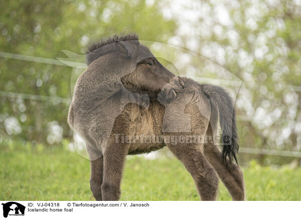 Islnder Fohlen / Icelandic horse foal / VJ-04318
