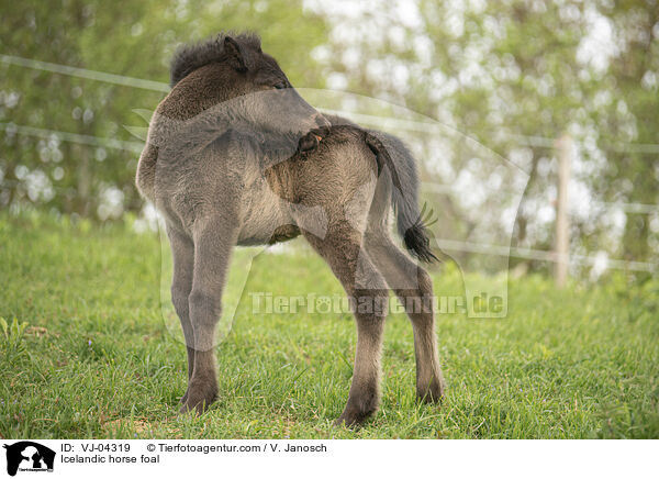 Islnder Fohlen / Icelandic horse foal / VJ-04319
