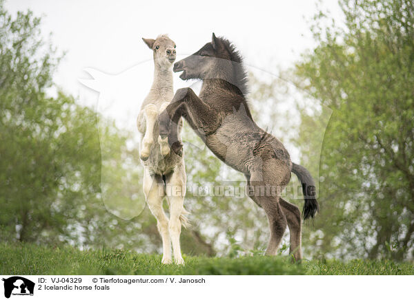 2 Islnder Fohlen / 2 Icelandic horse foals / VJ-04329