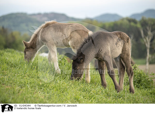 2 Icelandic horse foals / VJ-04344