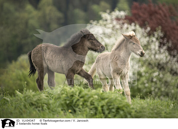 2 Islnder Fohlen / 2 Icelandic horse foals / VJ-04347