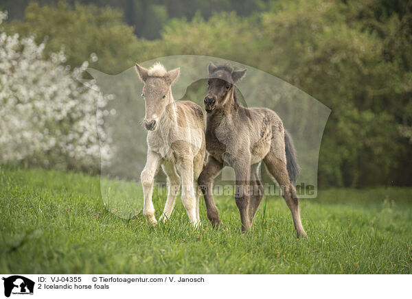 2 Islnder Fohlen / 2 Icelandic horse foals / VJ-04355