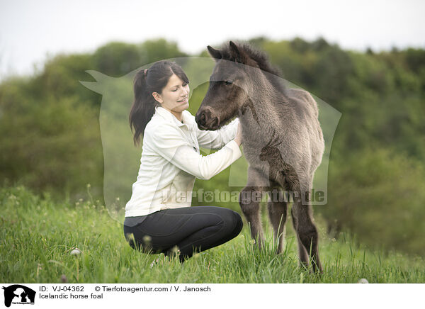 Islnder Fohlen / Icelandic horse foal / VJ-04362