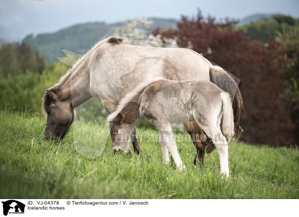 Islnder / Icelandic horses / VJ-04378