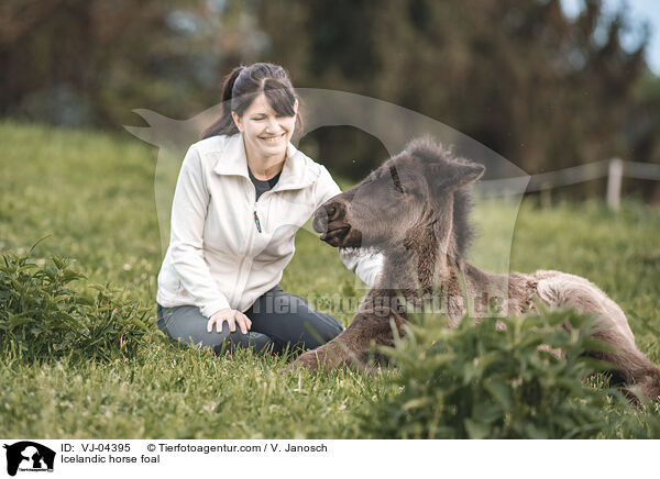 Islnder Fohlen / Icelandic horse foal / VJ-04395