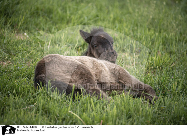 Islnder Fohlen / Icelandic horse foal / VJ-04406