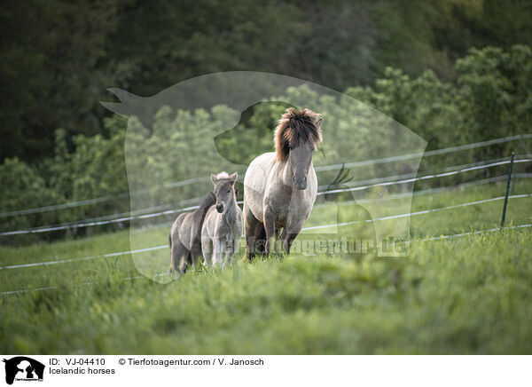 Islnder / Icelandic horses / VJ-04410