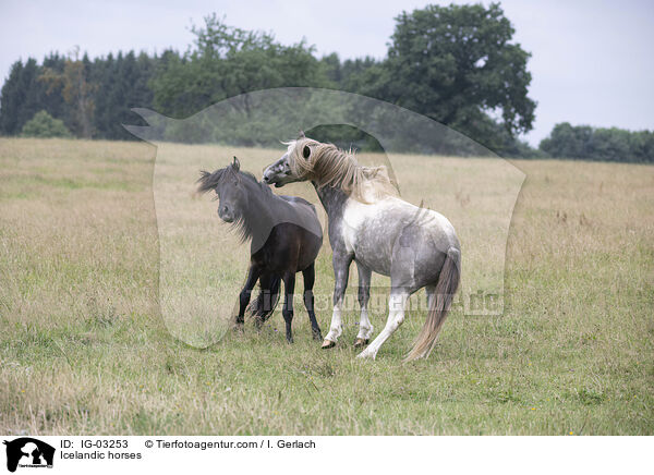 Icelandic horses / IG-03253