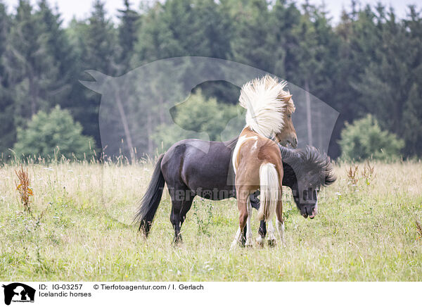 Icelandic horses / IG-03257