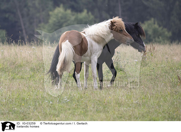 Icelandic horses / IG-03259