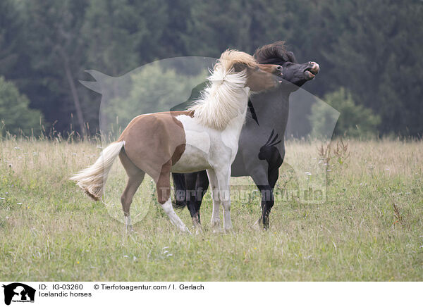 Icelandic horses / IG-03260