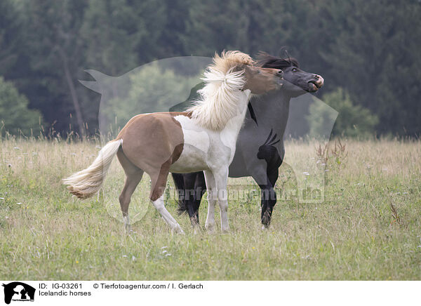 Icelandic horses / IG-03261