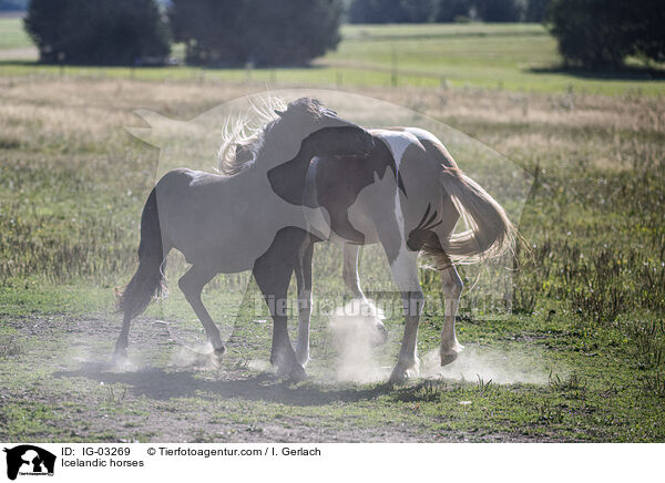 Isländer / Icelandic horses / IG-03269