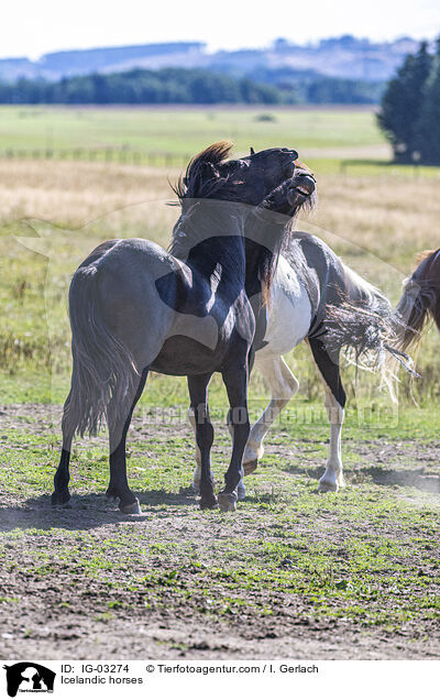 Icelandic horses / IG-03274