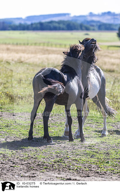 Icelandic horses / IG-03275