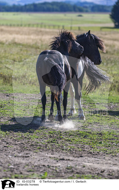 Icelandic horses / IG-03278