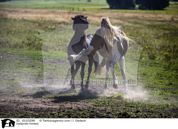 Islnder / Icelandic horses / IG-03286