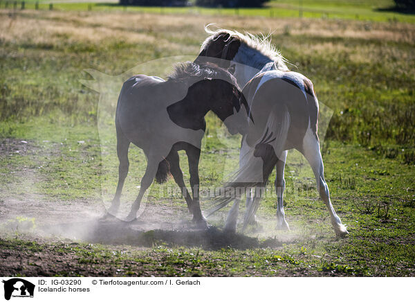 Icelandic horses / IG-03290