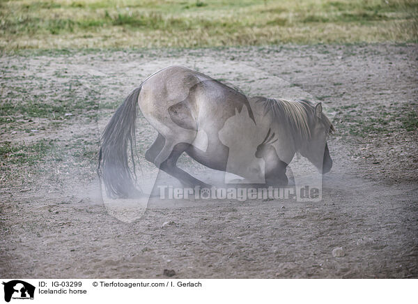 Islnder / Icelandic horse / IG-03299