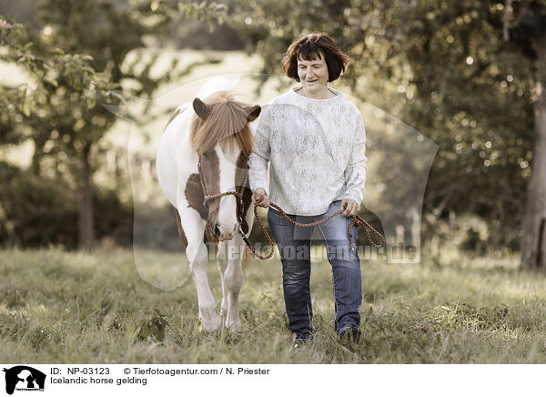 Icelandic horse gelding / NP-03123