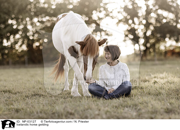 Icelandic horse gelding / NP-03127