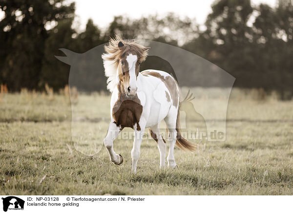 Icelandic horse gelding / NP-03128