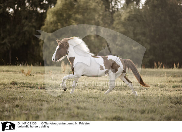 Icelandic horse gelding / NP-03130