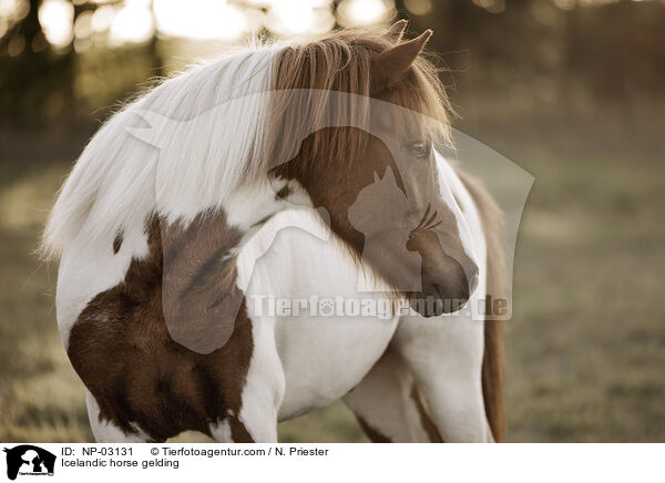 Islnder Wallach / Icelandic horse gelding / NP-03131