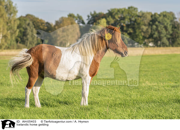 Icelandic horse gelding / AH-05403