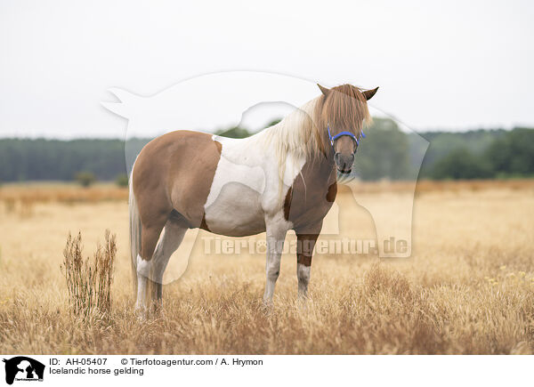 Icelandic horse gelding / AH-05407