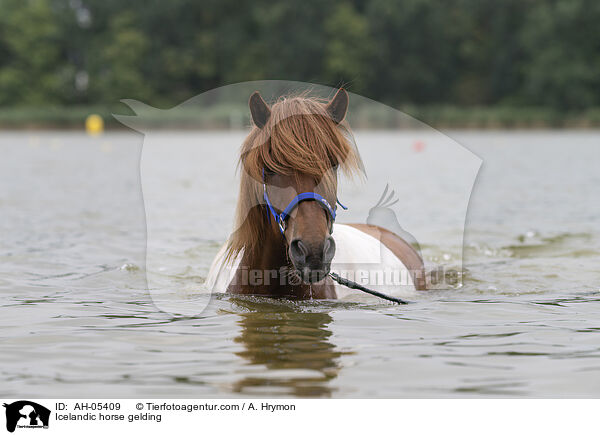 Icelandic horse gelding / AH-05409
