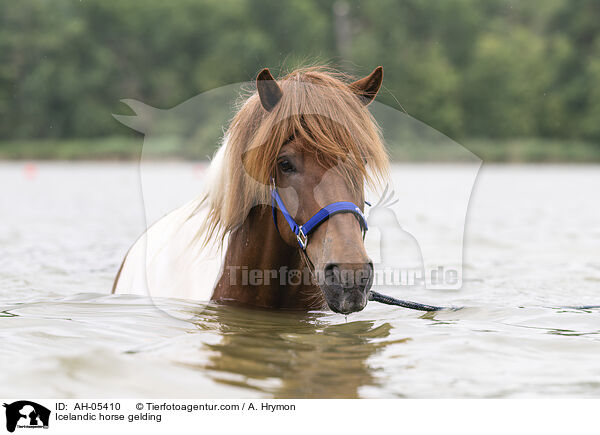 Icelandic horse gelding / AH-05410